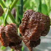 Plodovi Apocalypse Scorpion paprike na stabljici u plasteniku Zlotenice.